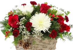 Christmas flowers with roses, spider mums and carnations with greens for Christmas flowers delivery.
