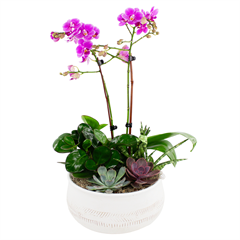 Orchid & succulent garden